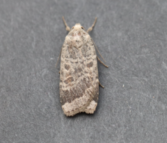 Abagrotis placida
