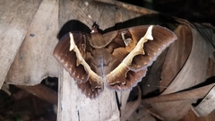 Cyligramma disturbans