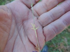 Conopodium pyrenaeum