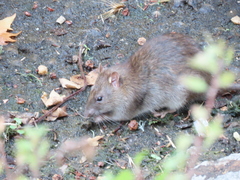 Rattus norvegicus