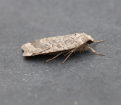 Abagrotis placida