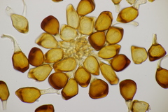 Uromyces viciae-fabae