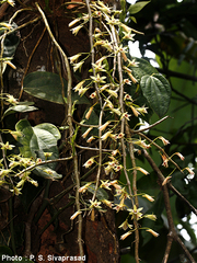Dendrobium macrostachyum