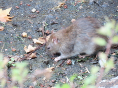 Rattus norvegicus