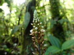 Microchilus