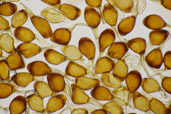 Uromyces viciae-fabae