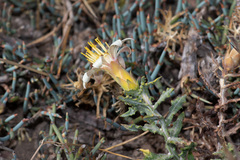 Mutisia sinuata