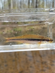 Notropis lutipinnis