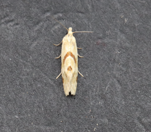 Smeathmann's Aethes Moth photo 2