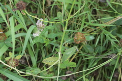Trifolium medium