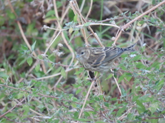 Serinus serinus