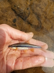 Notropis lutipinnis
