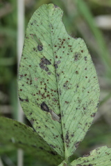 Uromyces trifolii-repentis fallens
