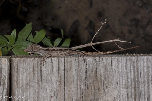 Anolis sagrei