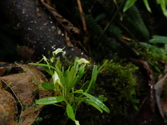 Masdevallia ophioglossa