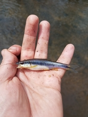 Notropis lutipinnis