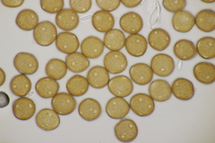 Uromyces trifolii-repentis fallens