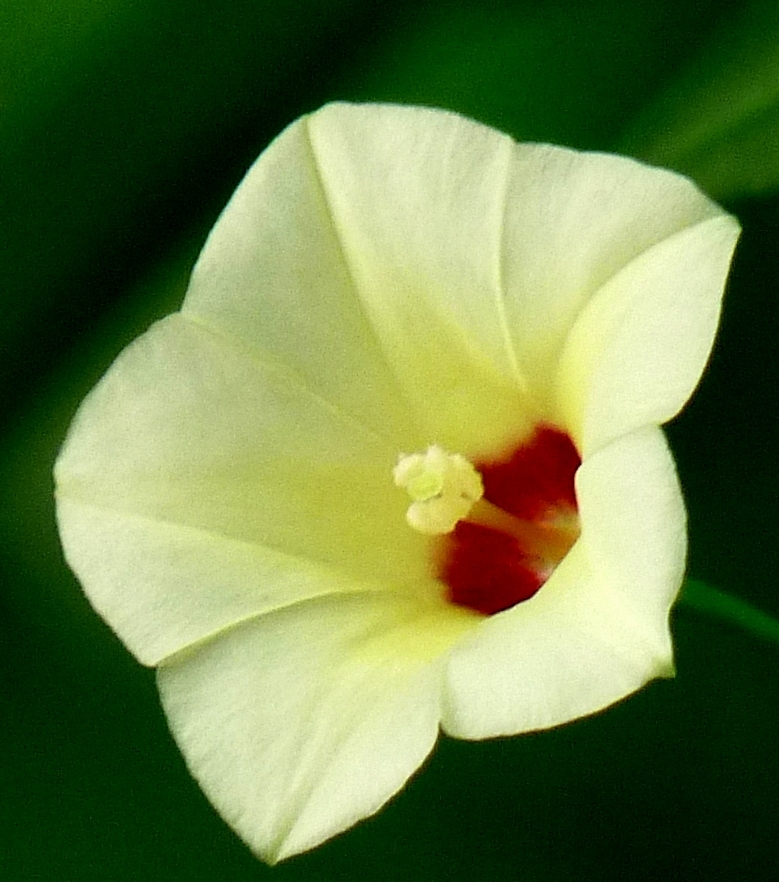 Xenostegia
