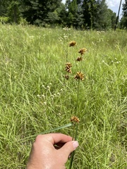 Rhynchospora indianolensis