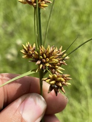 Rhynchospora indianolensis