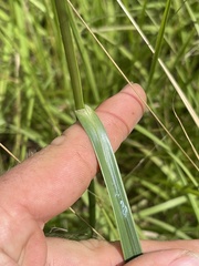 Rhynchospora indianolensis