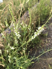 Melilotus albus image