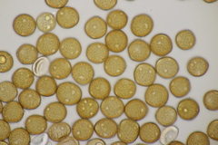 Uromyces trifolii-repentis fallens