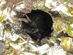 Lophopanopeus bellus