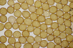 Uromyces trifolii-repentis fallens