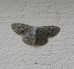 Scopula fibulata