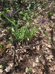 Tradescantia gigantea