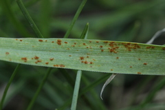 Puccinia recondita