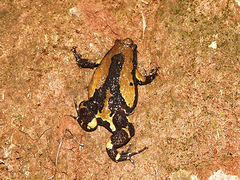 Uperodon triangularis