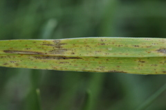 Puccinia recondita