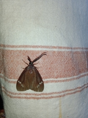 Cyclosia latipennis