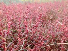 Suaeda novae-zelandiae