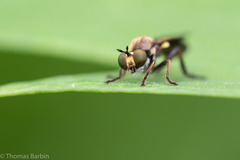 Eudioctria sackeni