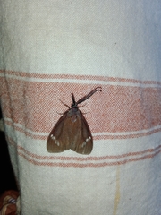 Cyclosia latipennis