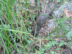 Rattus norvegicus