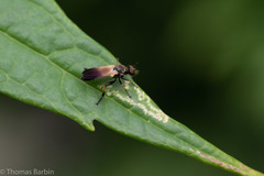 Eudioctria sackeni