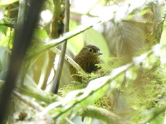 Thripadectes ignobilis