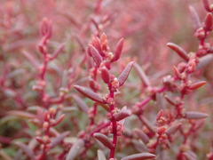 Suaeda novae-zelandiae