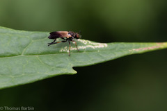 Eudioctria sackeni