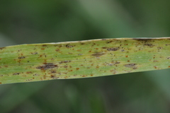 Puccinia recondita