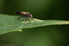Eudioctria sackeni