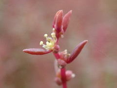 Suaeda novae-zelandiae