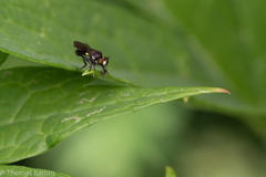 Eudioctria sackeni