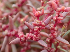 Suaeda novae-zelandiae