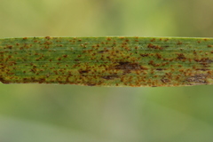 Puccinia recondita
