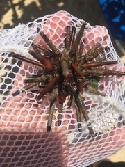 Eucidaris tribuloides